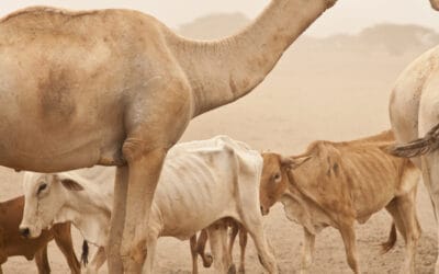 Le chameau défie la sécheresse et aide les femmes !