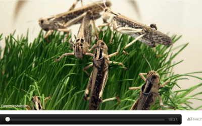 «In just one day the locusts destroy the livelihoods of 35,000 people!»