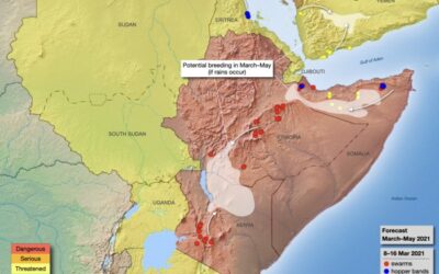 Update zur Wüstenheuschreckenplage und deren Auswirkungen für die Menschen am Horn von Afrika