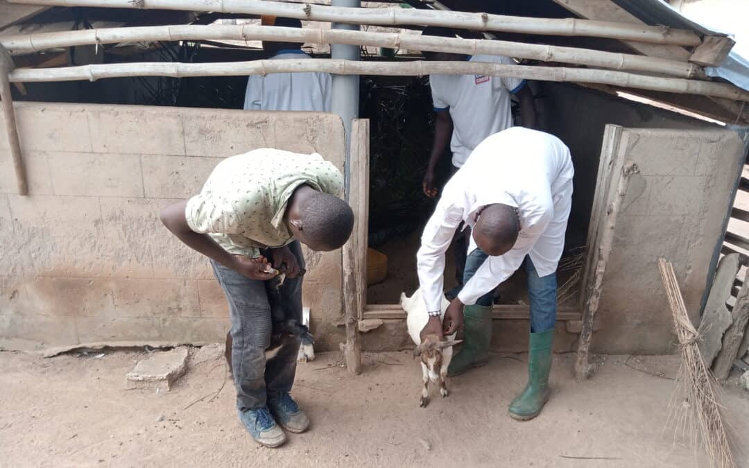 Im Einsatz für gesunde Tiere in Togo