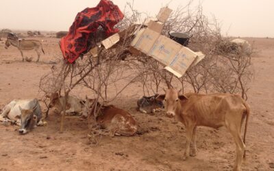 La sécheresse dans la zone de Dawa en Éthiopie cause la mort de 47 000 animaux et menace la sécurité alimentaire