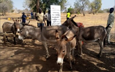 Renforcement des services de santé animale pour les équidés et les ânes au Soudan du Sud